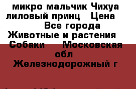 микро мальчик Чихуа лиловый принц › Цена ­ 90 - Все города Животные и растения » Собаки   . Московская обл.,Железнодорожный г.